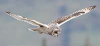 6505 Hunting Short Eared Owl Chris Gilbert, Ravenseye Gallery, Peak District, Photographs, Courses